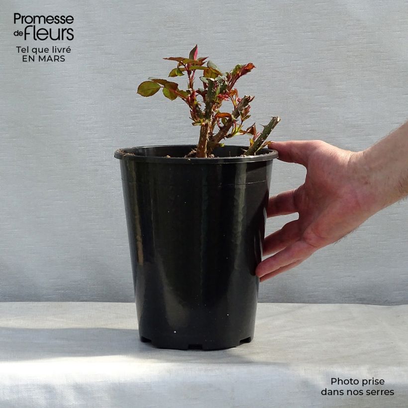 Example of Rosa Carris - Engelse roos Pot van 4 l/5 l as you get in hiver