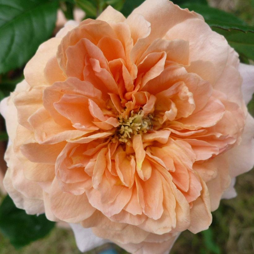 Rosa King Arthur - Engelse roos (Flowering)