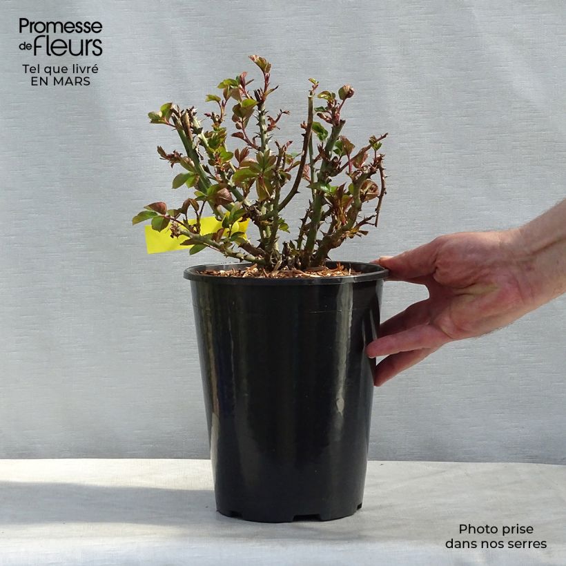 Exemplaar van Rosa Oxford - Engelse roos Pot van 4 l/5 l zoals geleverd in de lente