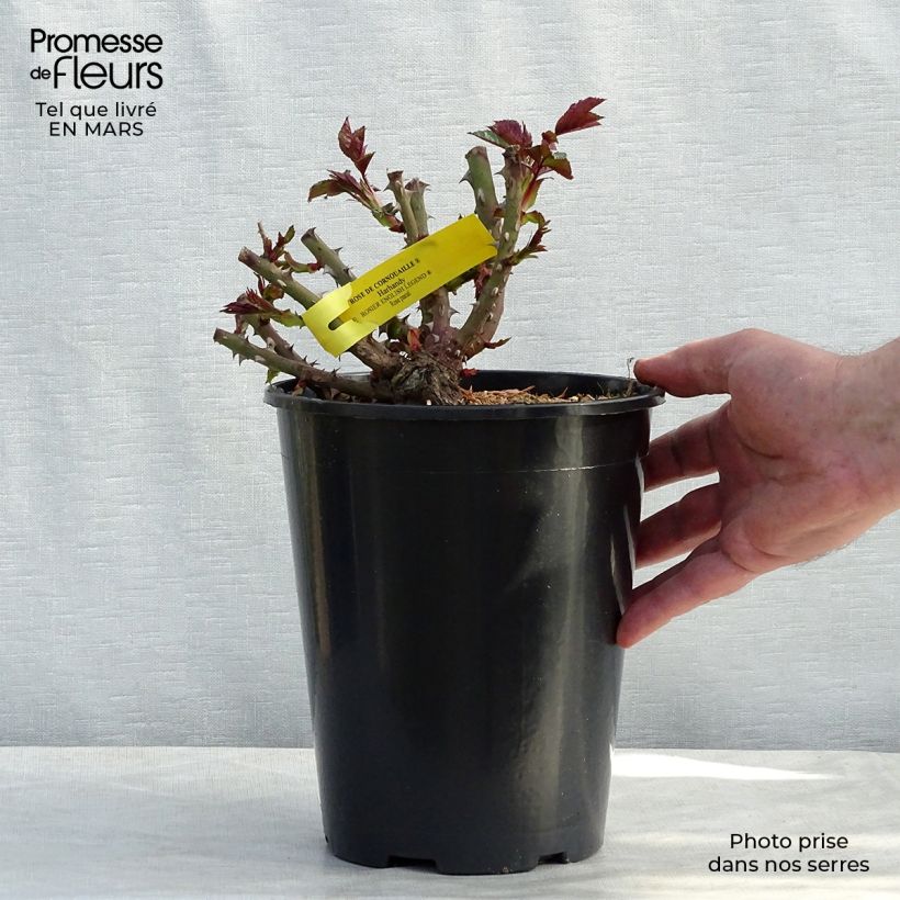 Exemplaar van Rosa Rose de Cornouaille - Engelse roos Pot van 4 l/5 l zoals geleverd in de lente
