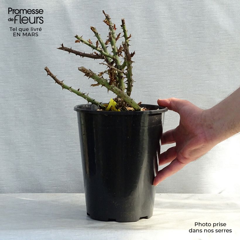 Exemplaar van Rosa Sherwood Hareglobe - Engelse roos Pot van 4 l/5 l zoals geleverd in de lente