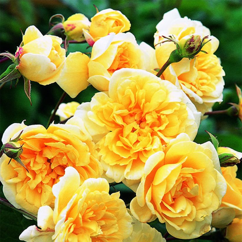 Rosa Malvern Hills - David Austinroos (Flowering)