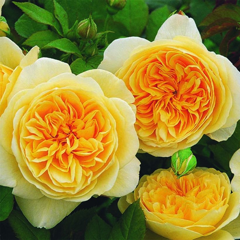 Rosa Teasing Georgia - David Austinroos (Bloei)