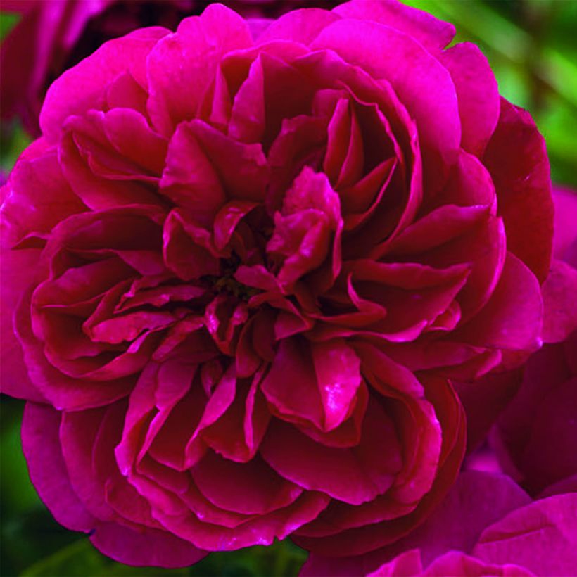 Rosa Thomas à Becket - David Austinroos (Bloei)