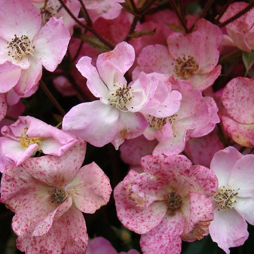 Rosa moschata Alden Biesen - Muskusroos (Bloei)