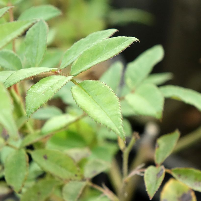 Rosa Allevia - Trosroos (Blad)
