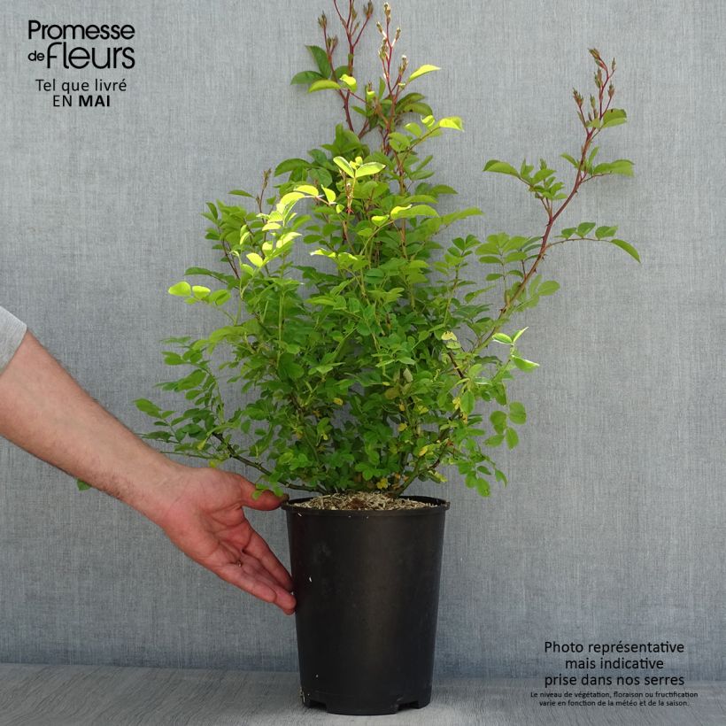 Exemplaar van Rosa moschata Annelies - Muskusroos Pot van 4 l/5 l zoals geleverd in de lente