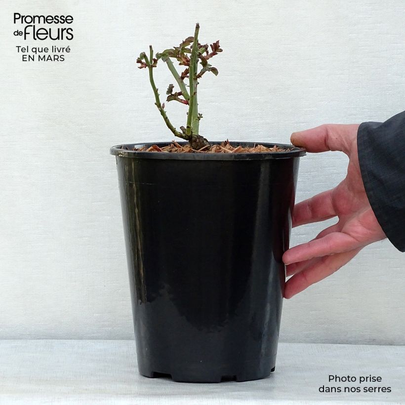 Exemplaar van Rosa Bonica - Polyantharoos Pot van 3 l/4 l zoals geleverd in de lente