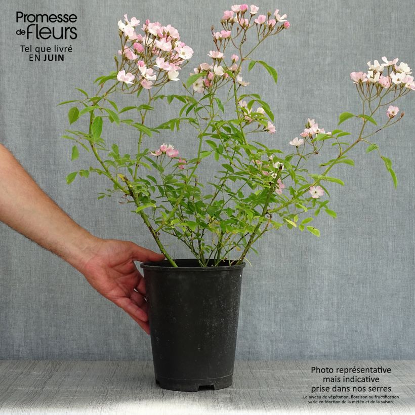 Example of Rosier arbustif Diamant Rose Pot van 4 l/5 l as you get in printemps
