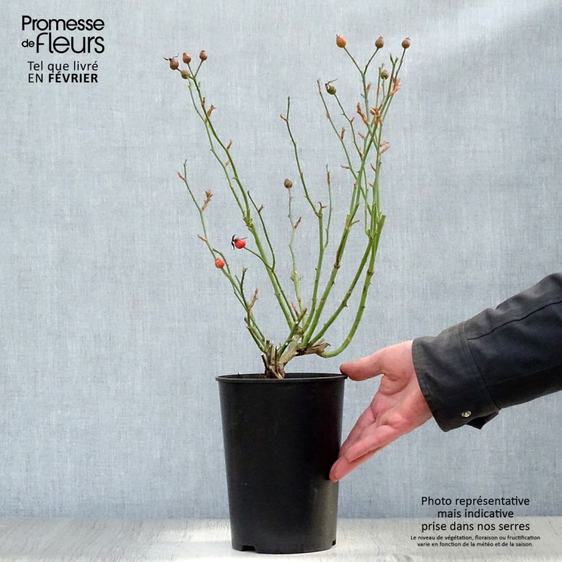Example of Rosa Escimo - Polyantharoos Pot van 3 l/4 l as you get in hiver