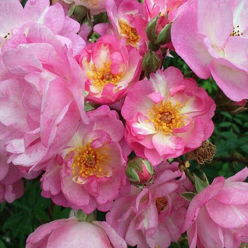 Rosa Gaard um Titzebierg - Muskusroos (Bloei)