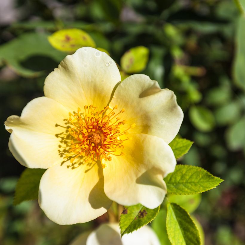 Rosa Golden Wings - Polyantharoos (Bloei)