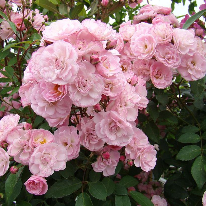Rosa Heavenly Pink - Muskusroos (Bloei)