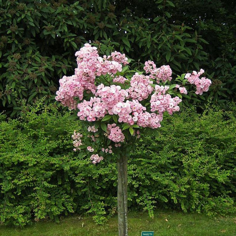 Rosa Heavenly Pink - Muskusroos (Groeiplaats)