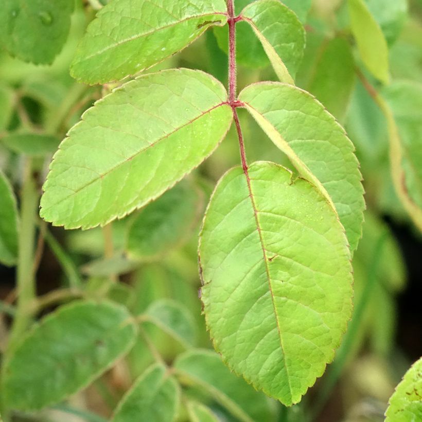 Rosa Kathleen - Muskusroos (Blad)