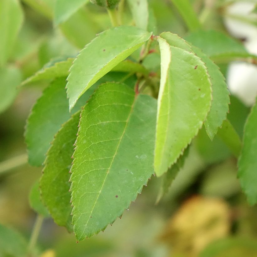 Rosa La Feuillerie - Muskusroos (Blad)