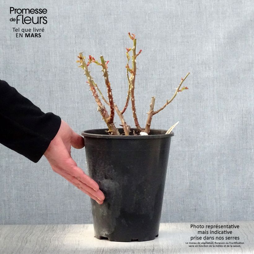 Exemplaar van Rosa La Reine de la Nuit - Polyantharoos Pot van 3 l/4 l zoals geleverd in de lente