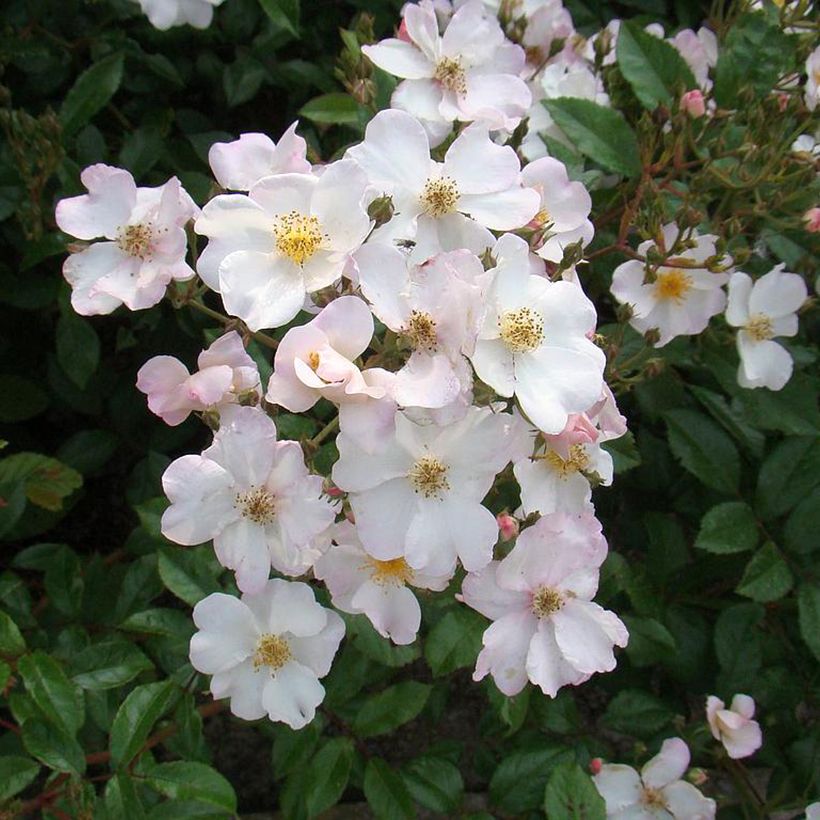 Rosa moschata Matchball - Muskusroos (Bloei)