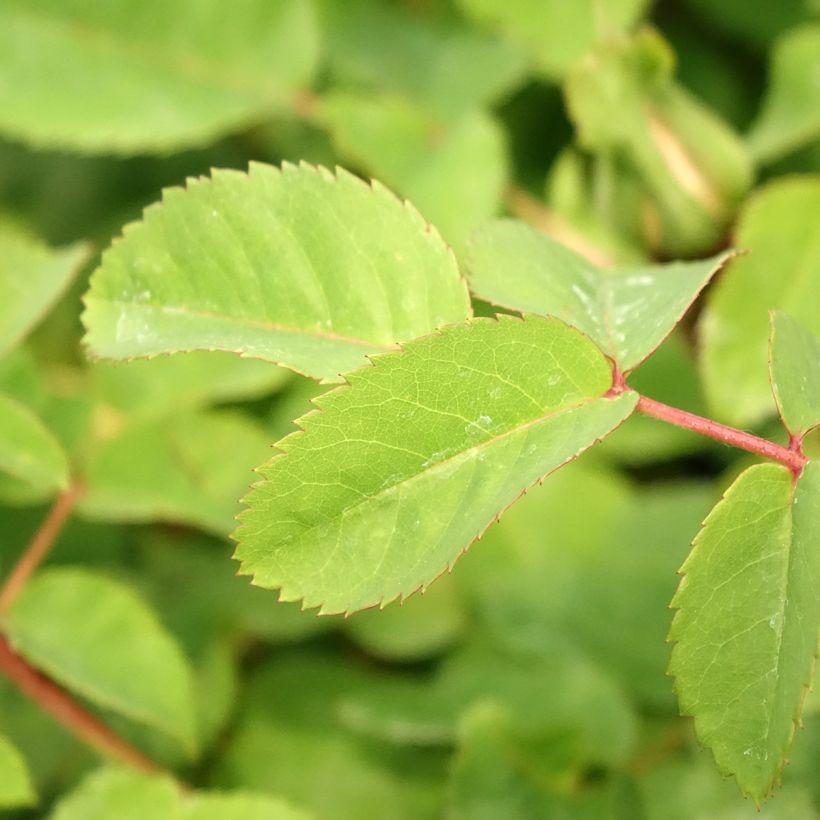 Rosa Nevada - Polyantharoos (Blad)