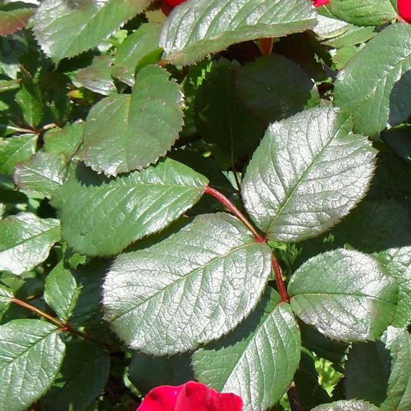 Rosa Robusta - Hondsroos (Foliage)