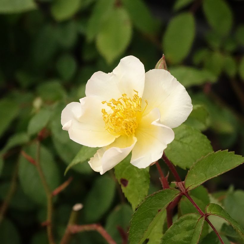 Rosa Rosalita - Muskusroos (Bloei)
