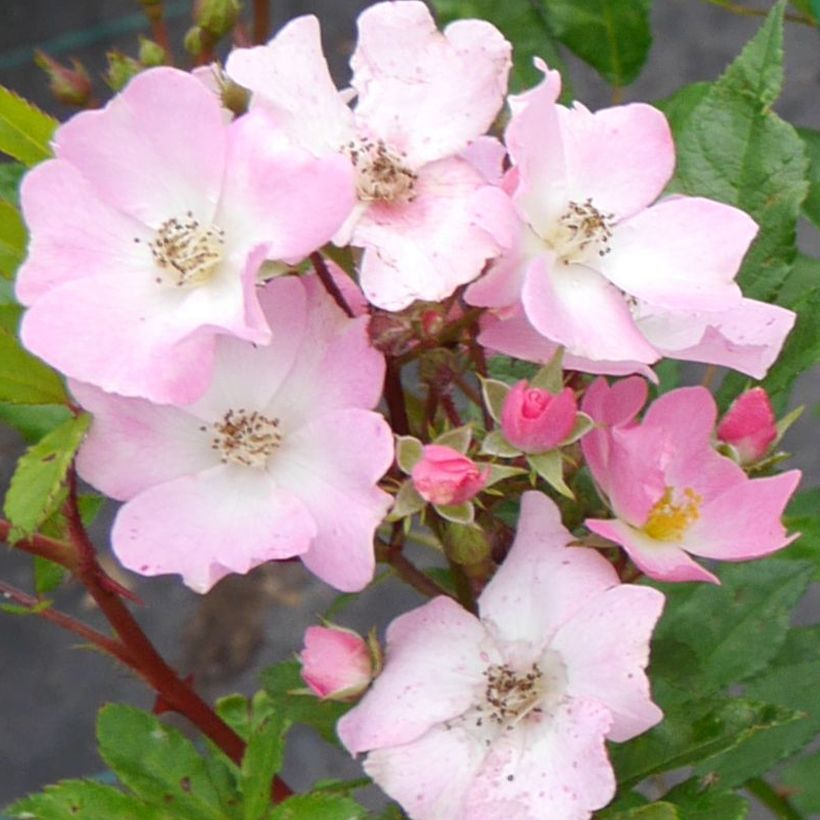 Rosa Rosy Boom Rose - Polyantharoos (Bloei)