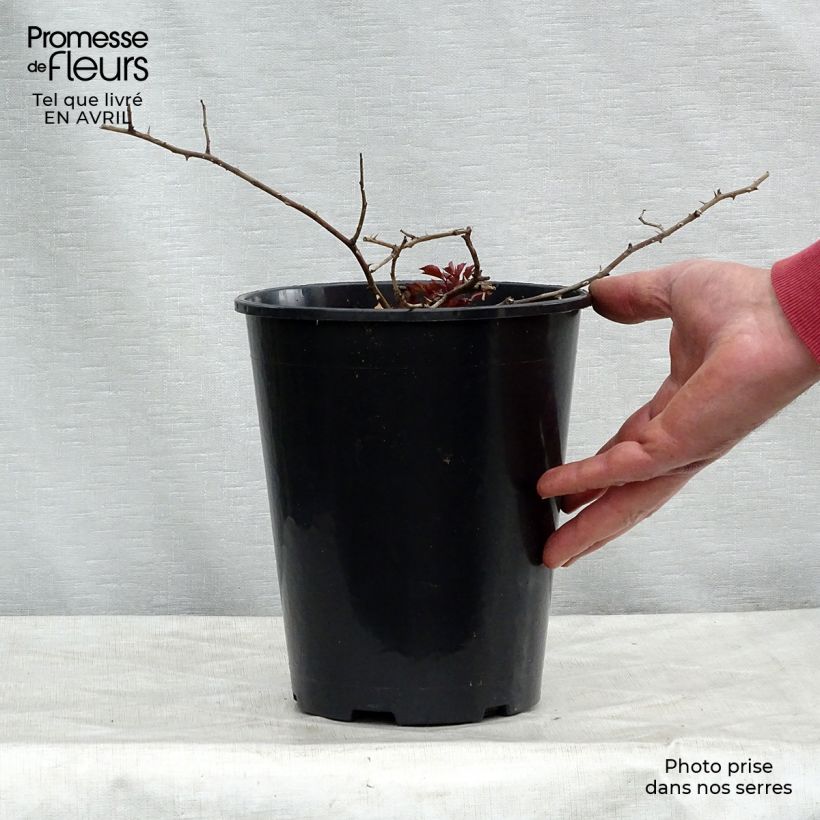 Exemplaar van Rosa Rosy Cushion - Polyantharoos Pot van 4 l/5 l zoals geleverd in de lente