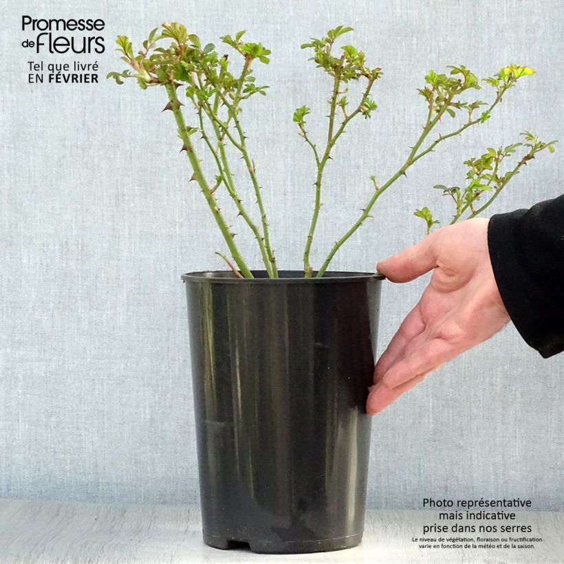 Example of Rosa Rush - Trosroos Pot van 4 l/5 l as you get in hiver