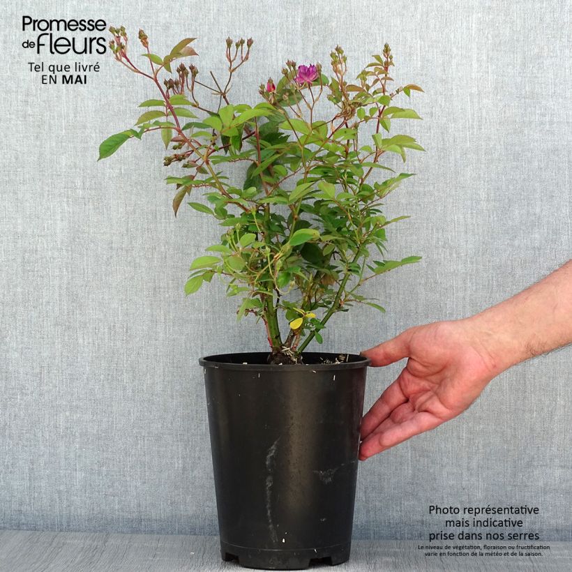 Exemplaar van Rosa moschata Sibelius - Muskusroos Pot van 4 l/5 l zoals geleverd in de lente