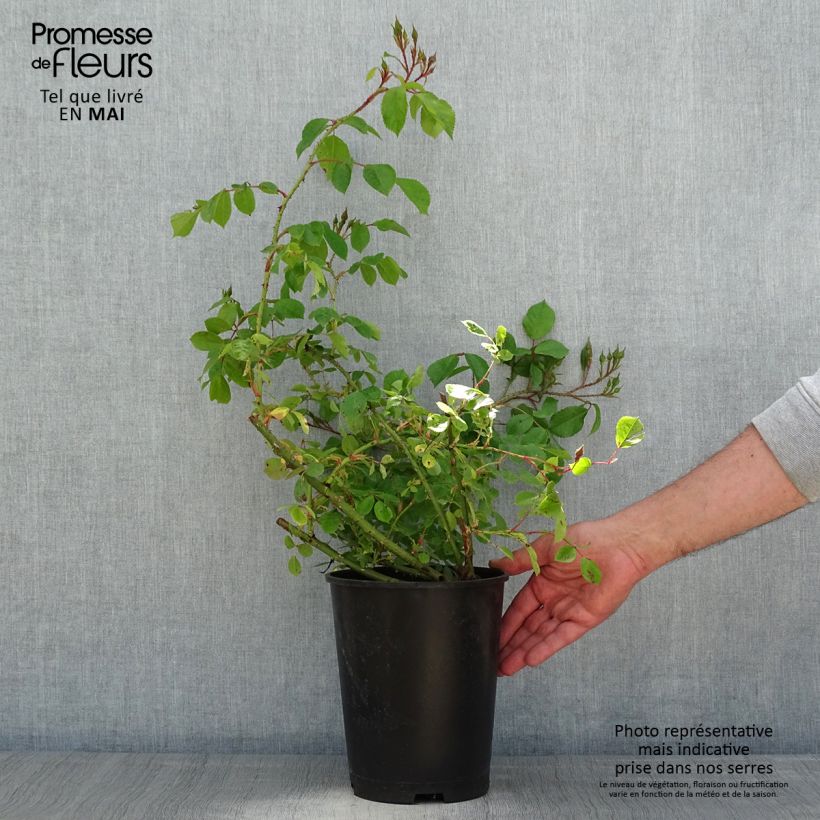 Example of Rosier arbustif Smarty Pot van 4 l/5 l as you get in printemps