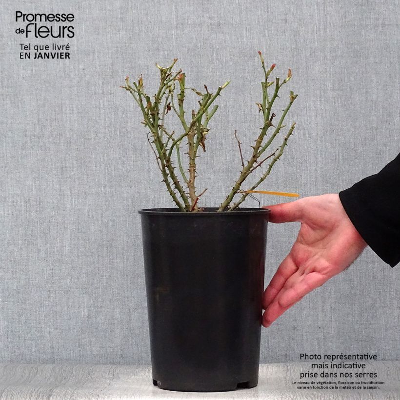 Exemplaar van Rosa Soul - Polyantharoos Pot van 4 l/5 l zoals geleverd in de winter