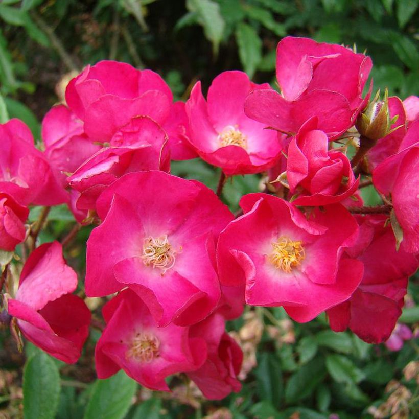 Rosa moschata Vif Eclat - Muskusroos (Bloei)