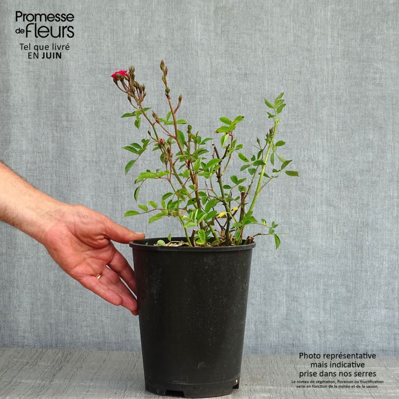 Exemplaar van Rosa moschata Vif Eclat - Muskusroos Pot van 4 l/5 l zoals geleverd in de lente