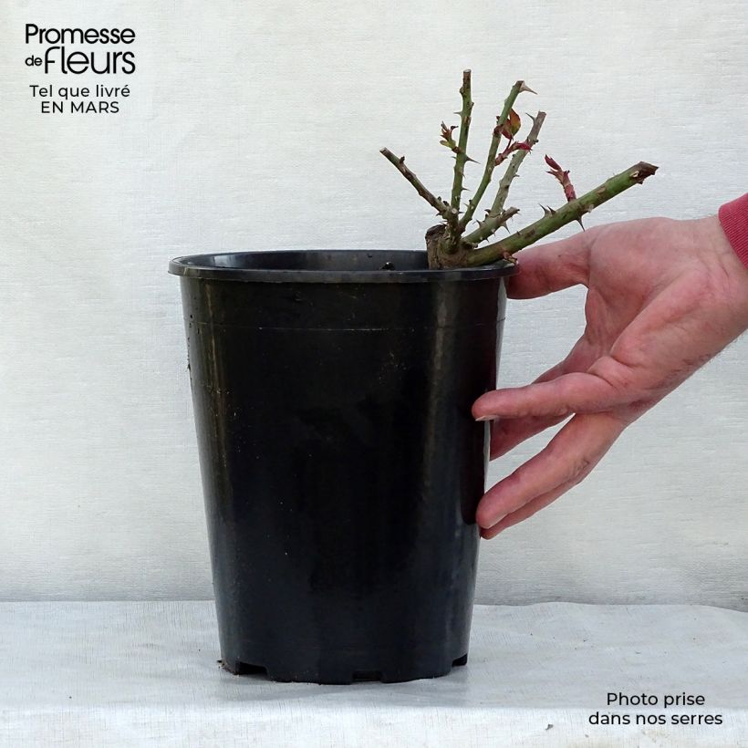 Example of Rosa Westerland - Polyantharoos Pot van 4 l/5 l as you get in hiver