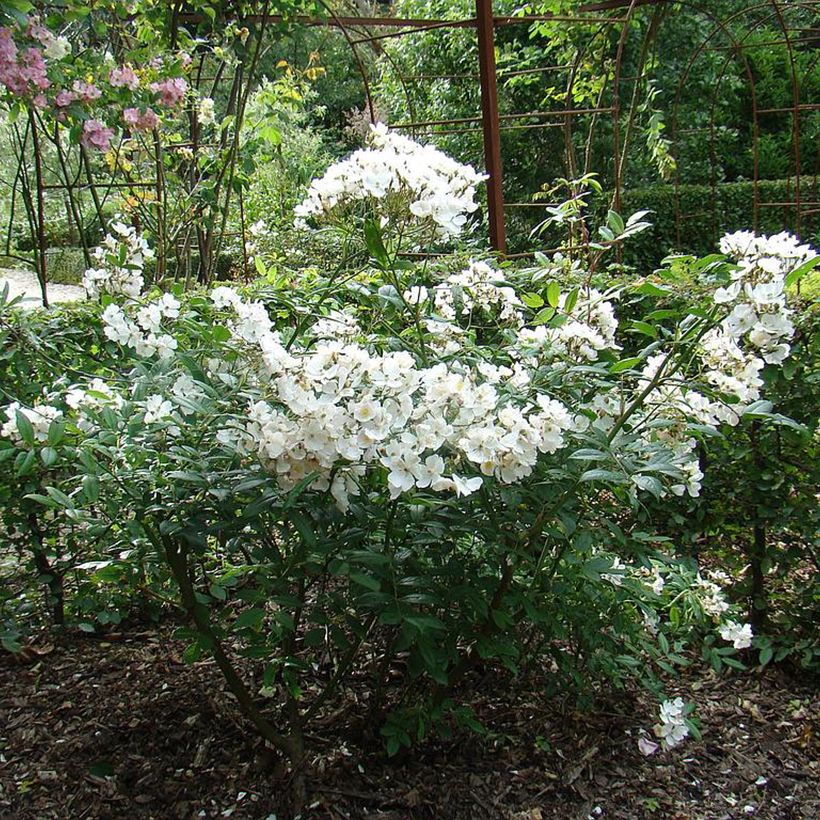 Rosa moschata White Magic - Muskusroos (Groeiplaats)