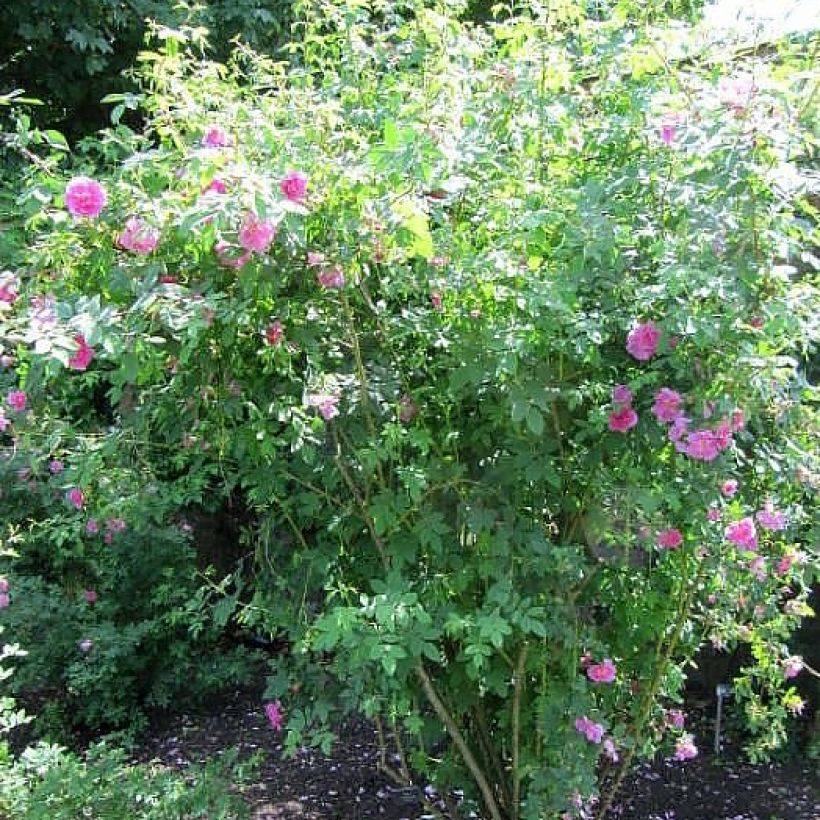 Rosa californica - Californische wilde roos (Plant habit)