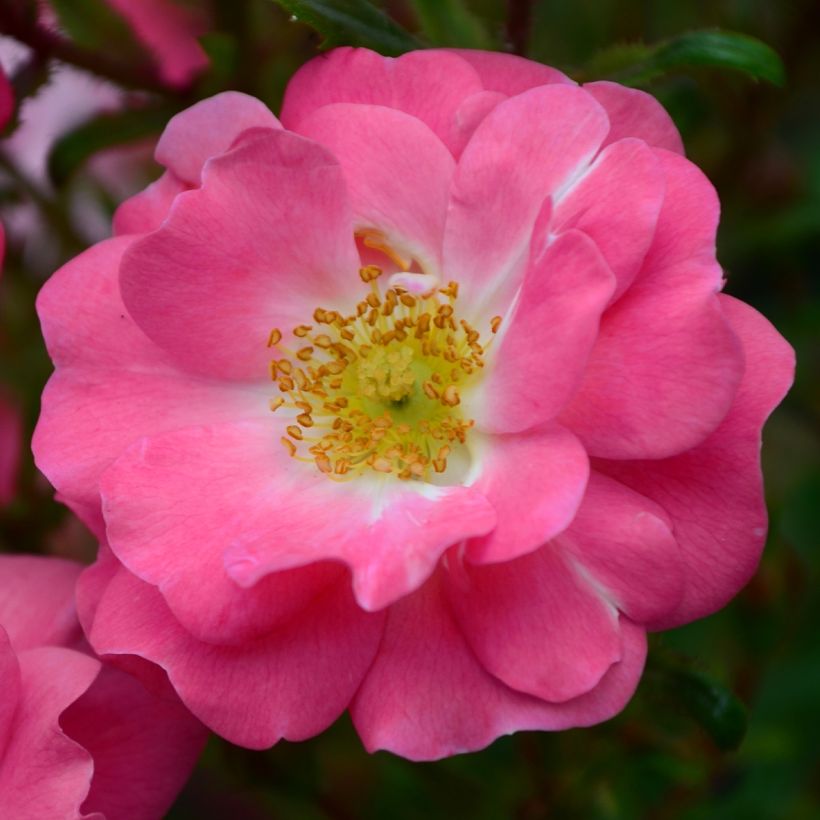 Rosa californica - Californische wilde roos (Flowering)