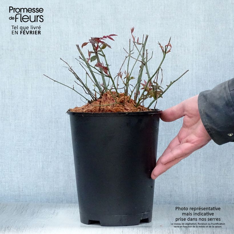 Example of Rosa Mutabilis - Chinese roos Pot van 4 l/5 l as you get in hiver