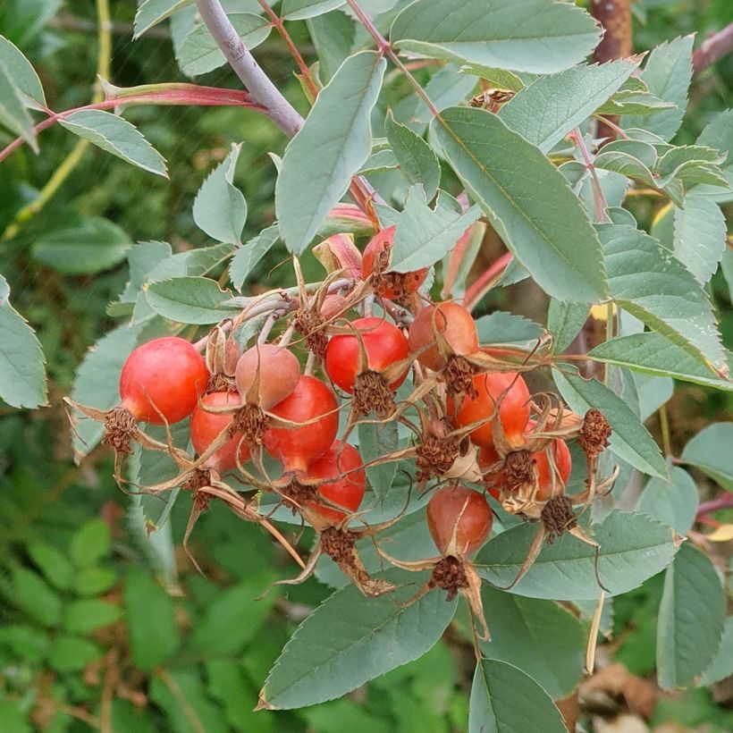 Rosa glauca - Bergroos (Oogst)