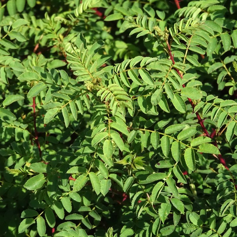 Rosa hugonis - Chinese goudroos (Blad)
