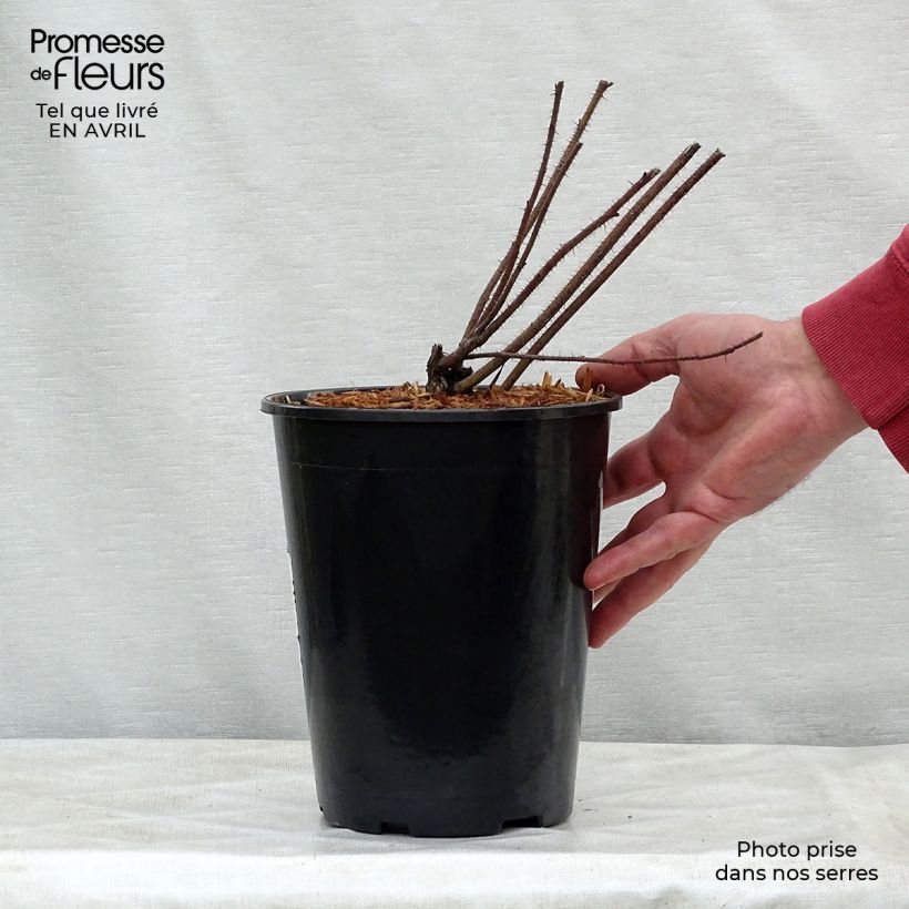 Exemplaar van Rosa nitida - Glansroos Pot van 2 l/3 l zoals geleverd in de lente