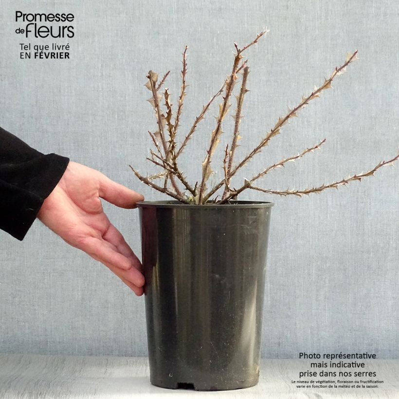 Example of Rosa omeiensis sericea pteracantha - Botanische roos Pot van 4 l/5 l as you get in hiver