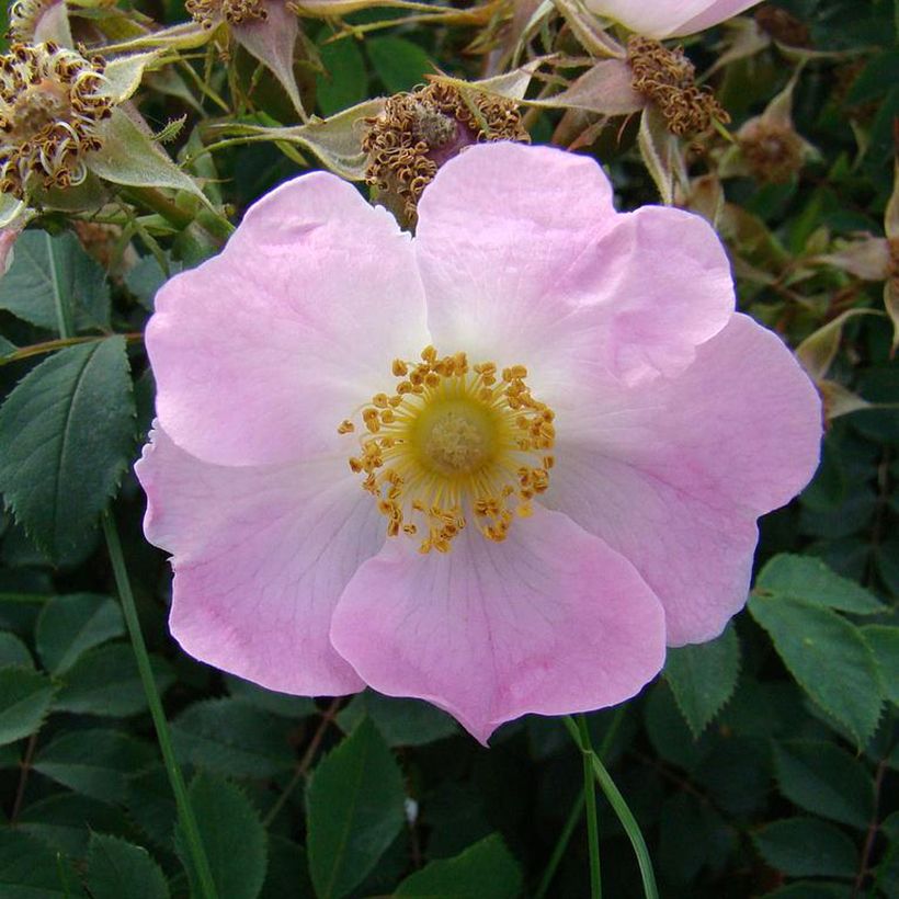 Rosa Bourgogne - Botanische roos (Flowering)