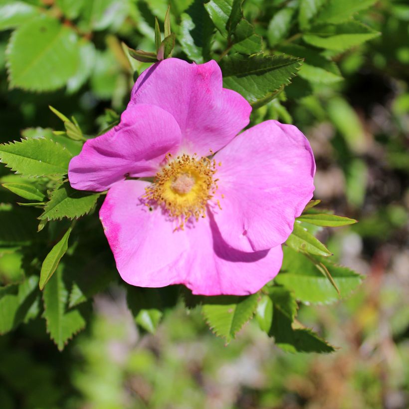 Rosa virginiana - Virginische roos (Bloei)