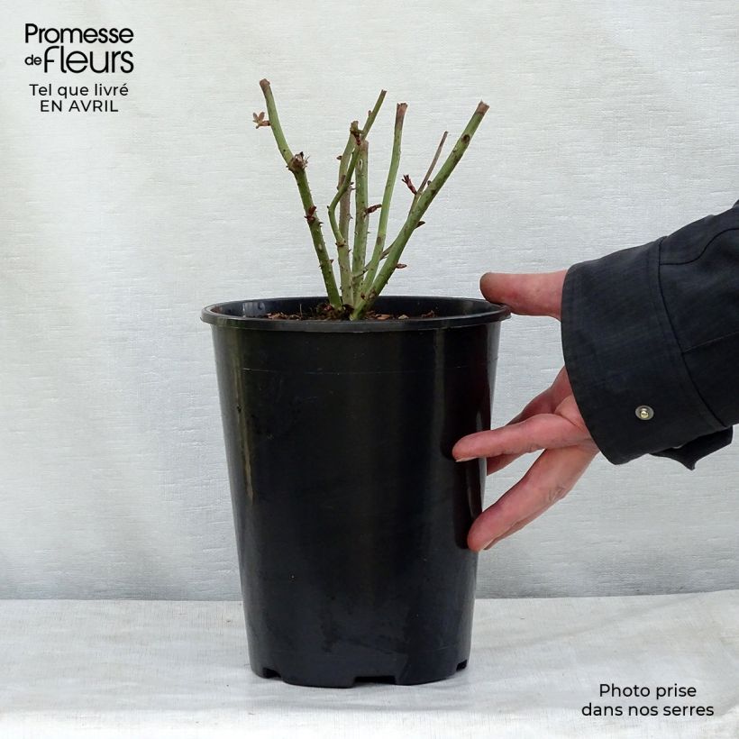 Exemplaar van Rosa Kaffe Fassett - Trosroos Pot van 2 l/3 l zoals geleverd in de lente