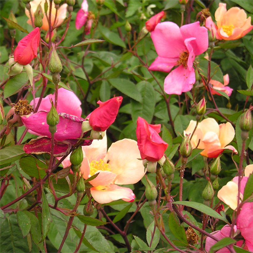 Rosa Mutabilis - Chinese roos (Flowering)