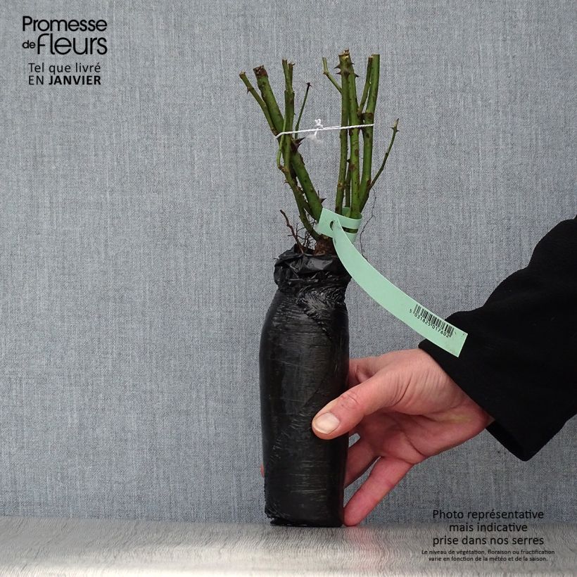 Example of Rosier couvre-sol Amica In kluit as you get in hiver