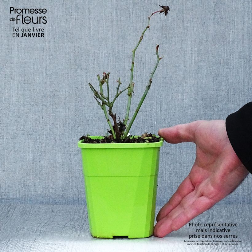 Example of Rosier couvre-sol Amica Pot van 1,5 l/2 l as you get in hiver