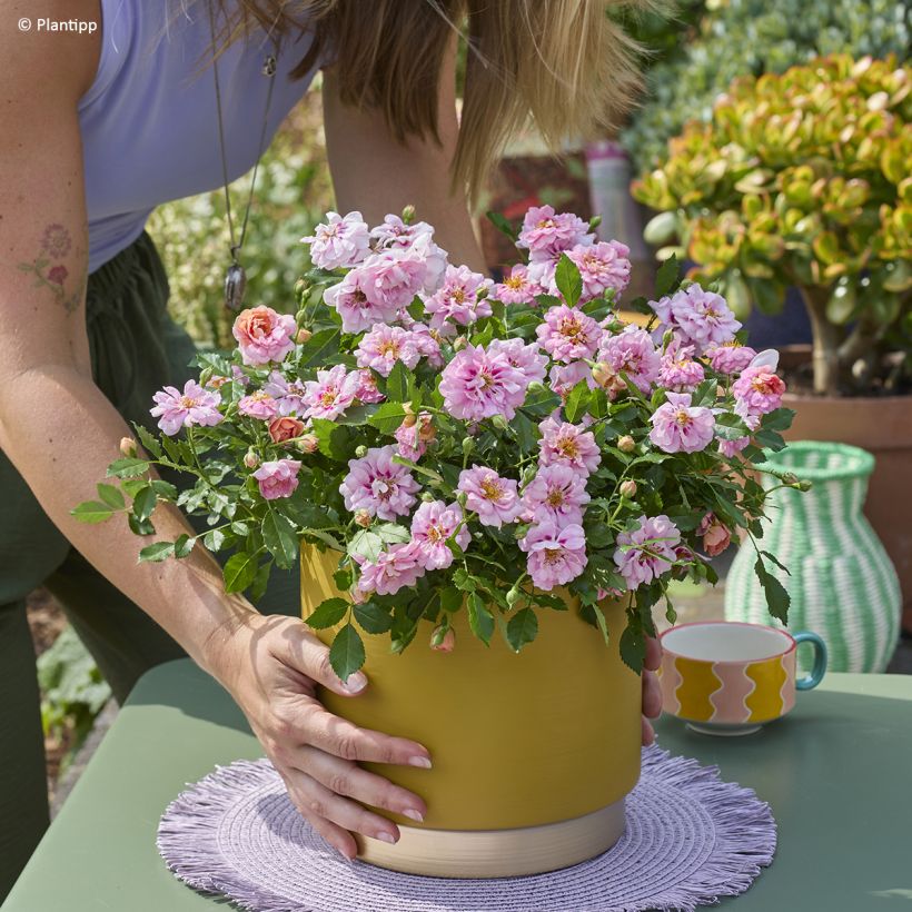 Rosa Amirose - Bodembedekkende roos (Groeiplaats)