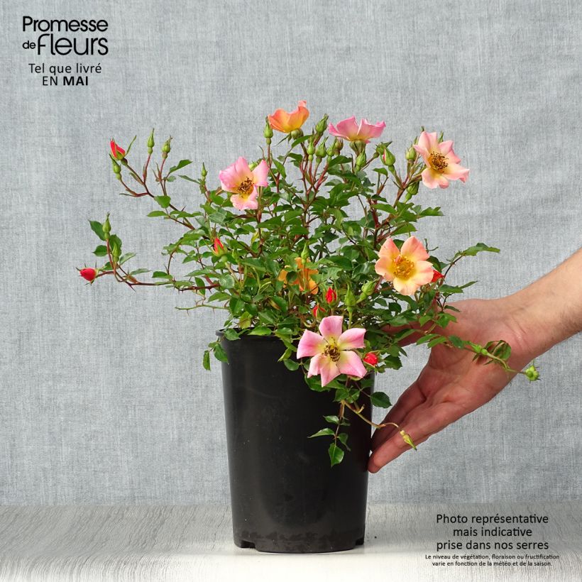 Exemplaar van Rosa Happy Chappy - Bodembedekkende roos Pot van 3 l/4 l zoals geleverd in de lente